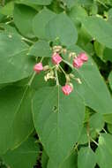 Imagem de Clerodendrum trichotomum Thunb.