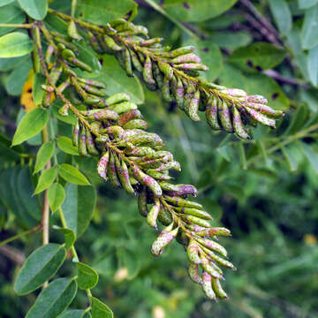 Image of desert false indigo