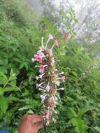 Image of Morina longifolia Wall.