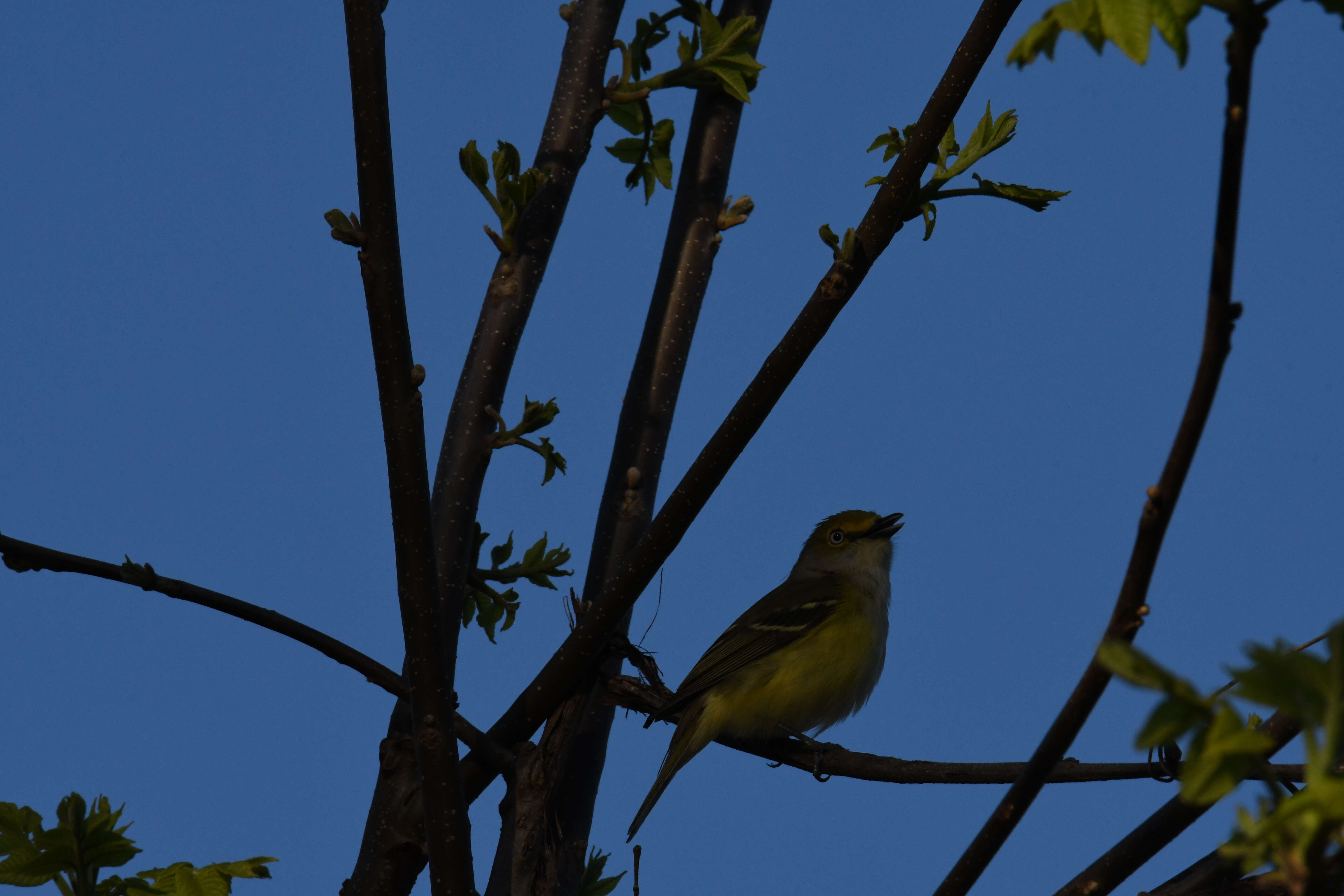 Слика од Vireo griseus (Boddaert 1783)