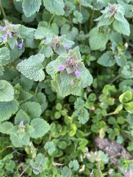 Image of purple archangel