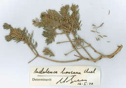 Image of Melaleuca howeana Cheel