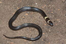 Image of Cape Centipede Eater