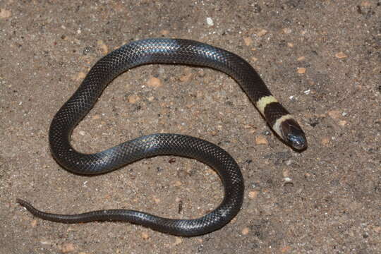 Image of Cape Centipede Eater