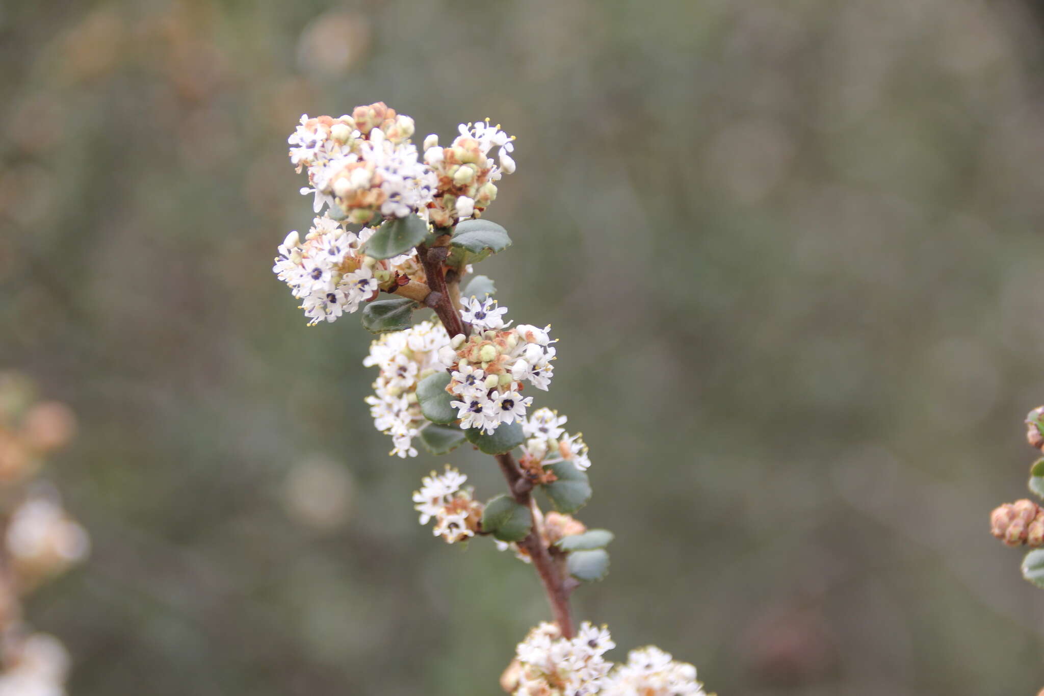 Image of barranca brush