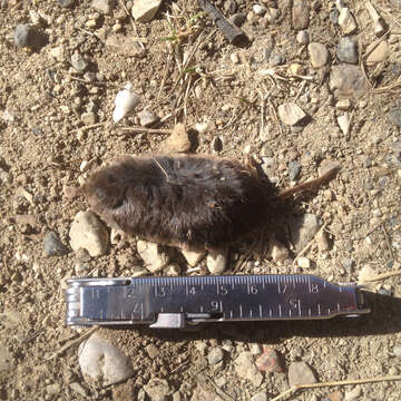 Image of Arctic Shrew