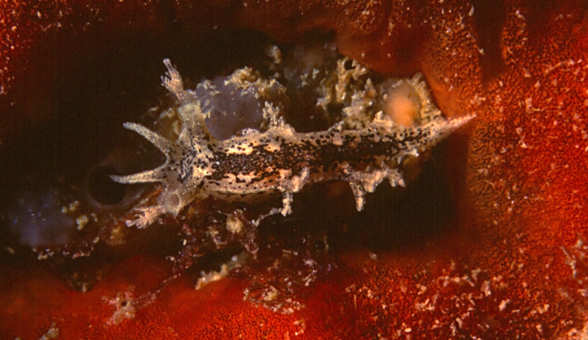 Image of Tritonia manicata Deshayes 1853