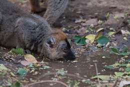 Image of Bennett's Brown Lemur