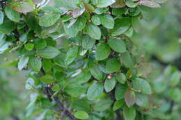 Image of Peking cotoneaster