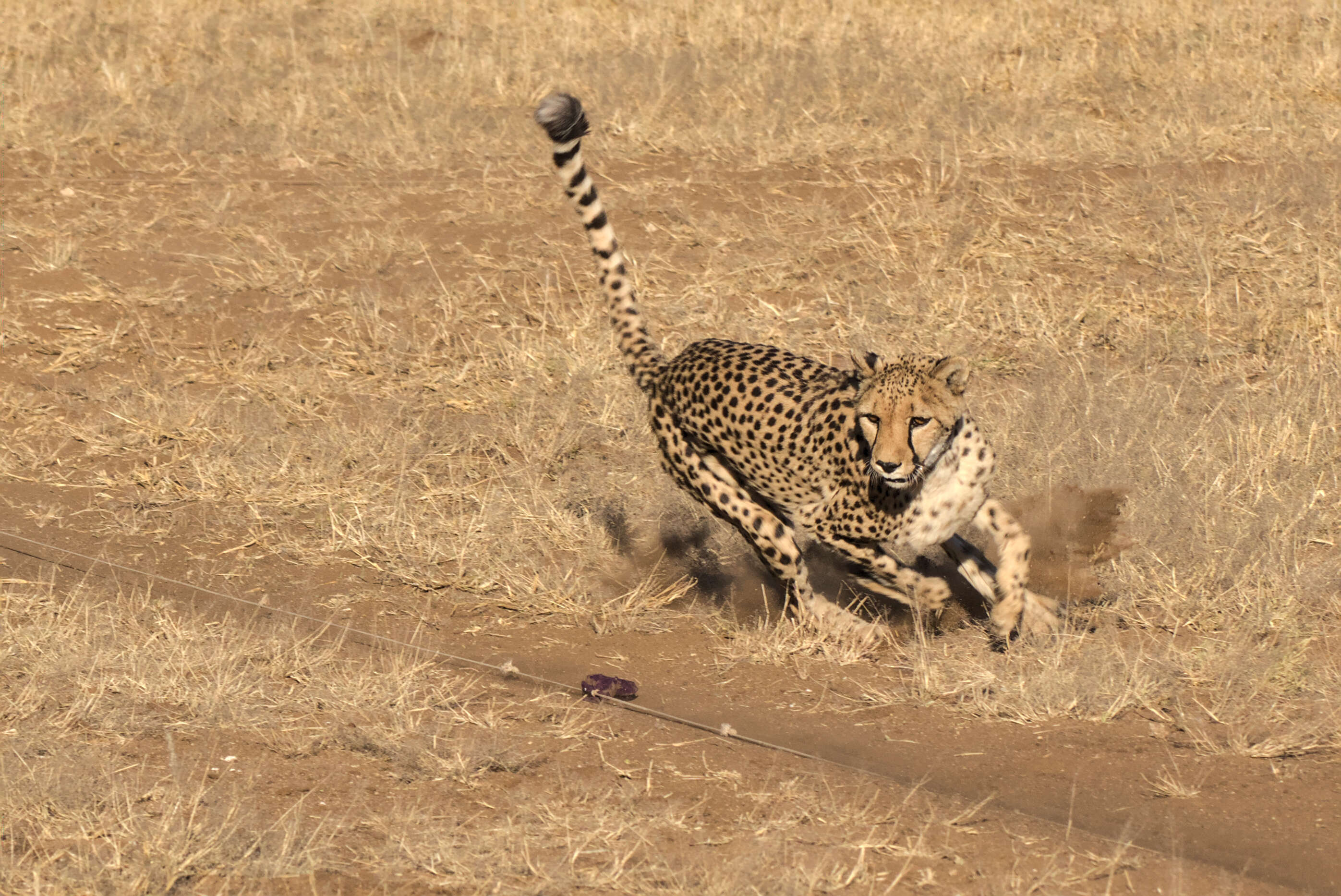 Image of Namibian cheetah