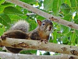 Image of Guianan Squirrel