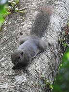 Image of Plantain Squirrel