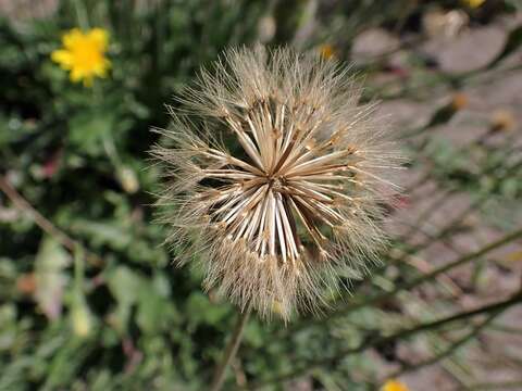 Слика од Leontodon hispidus L.