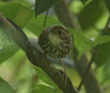 Image of Puff-throated Babbler