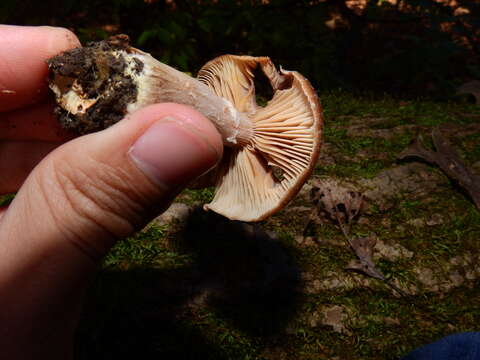 Image of Armillaria gallica Marxm. & Romagn. 1987