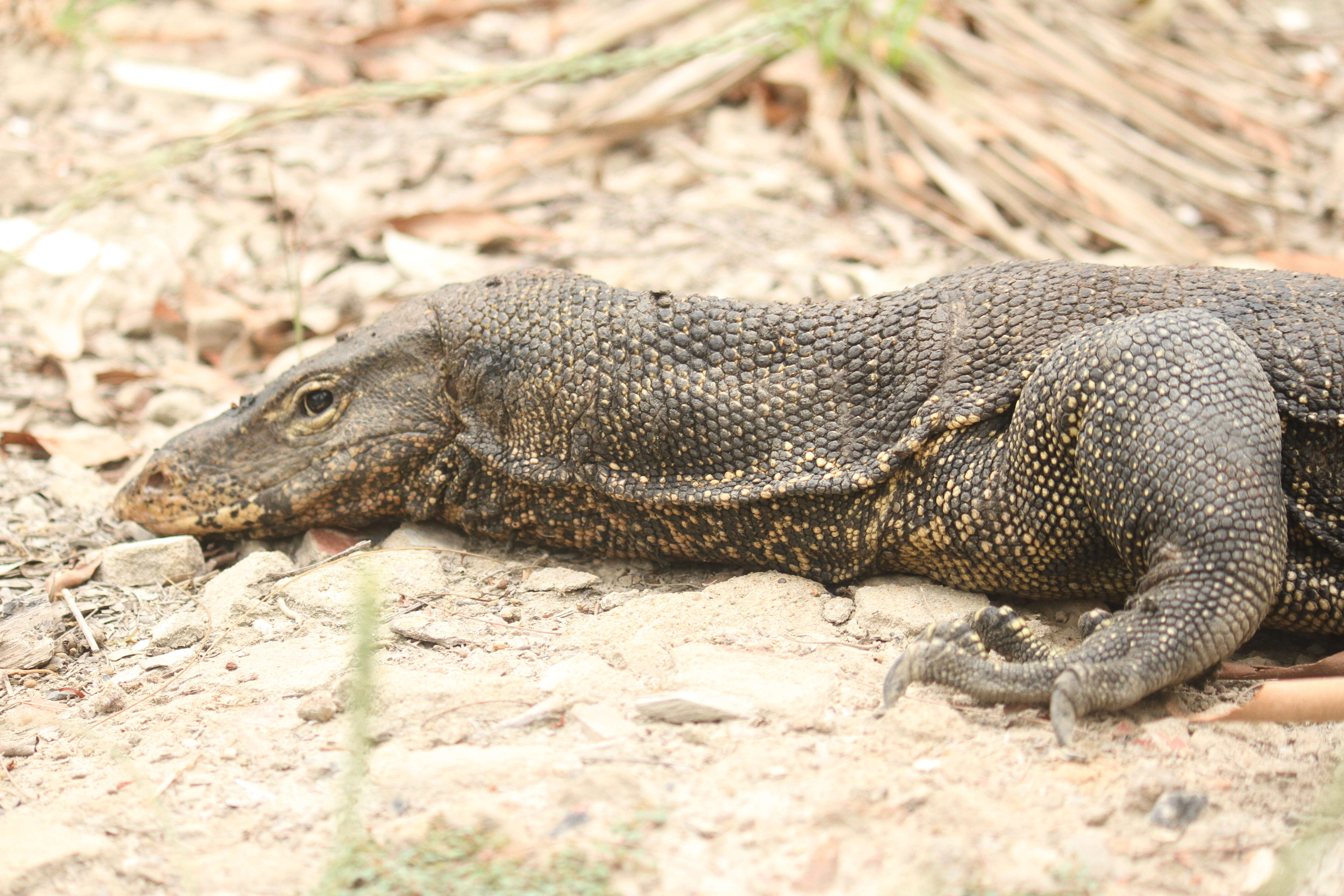 Image of Common Water Monitor