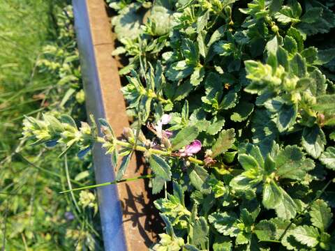Слика од Teucrium chamaedrys L.