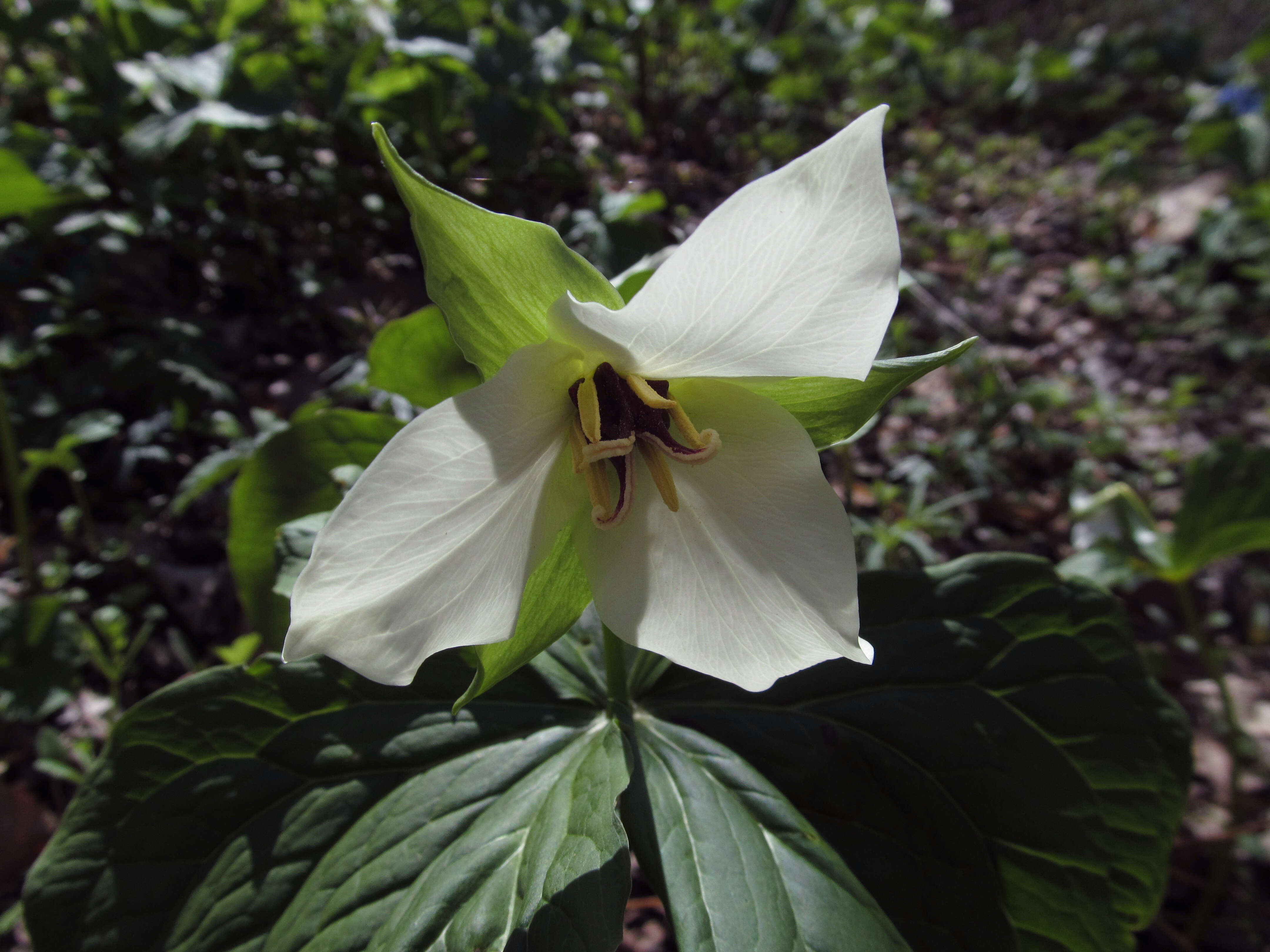 Image of red trillium