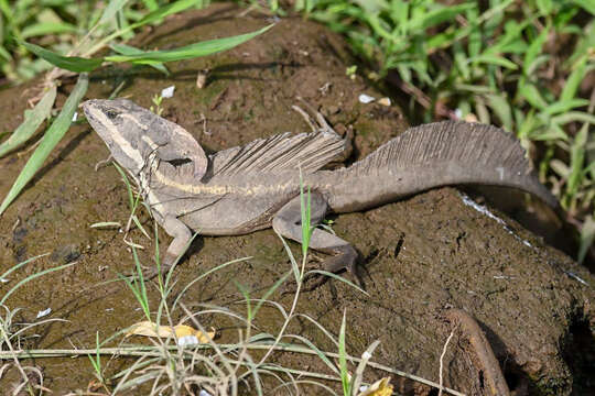 Image of Common Basilisk