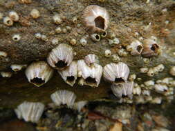 Image of Striped barnacle