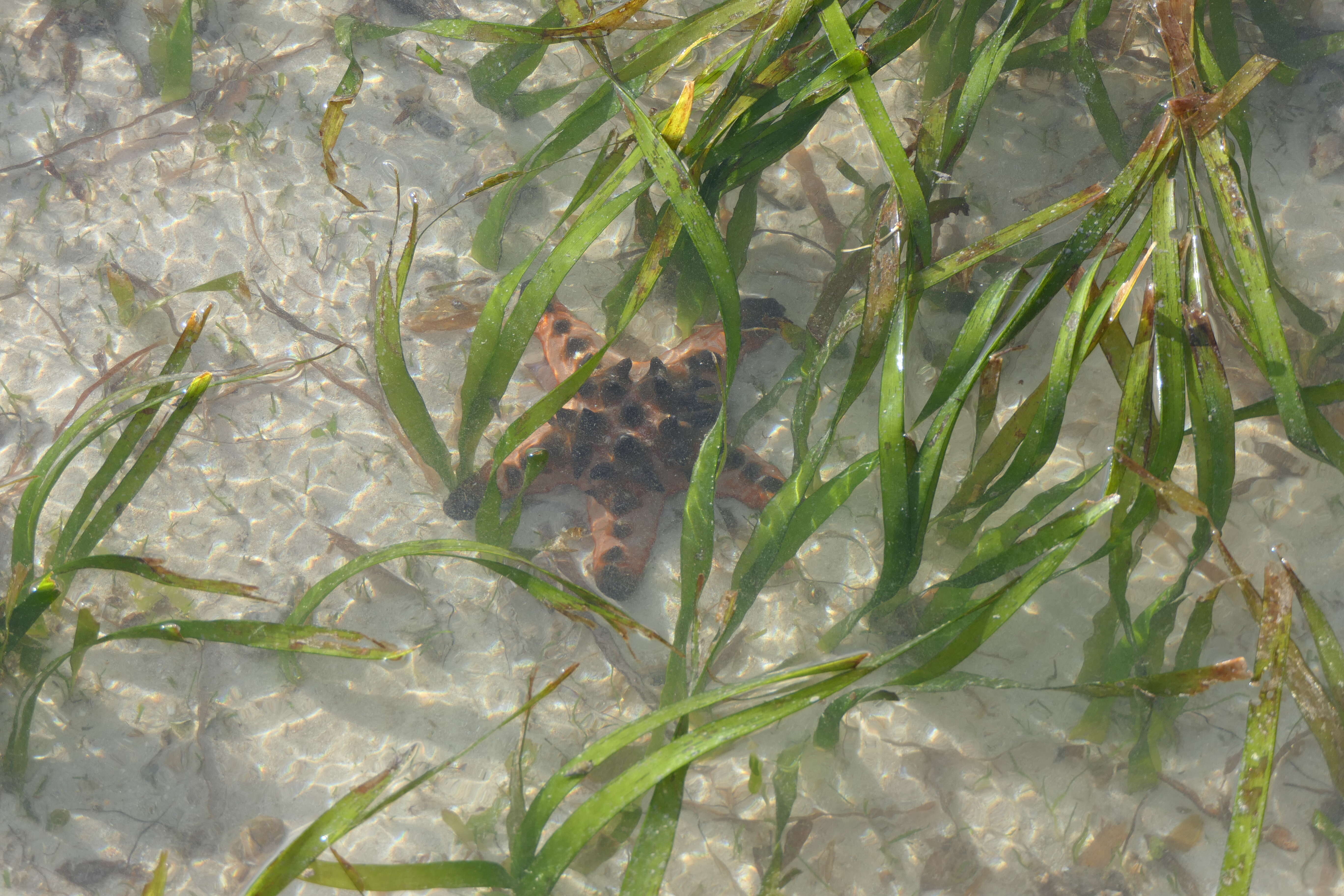 Image of chocolate chip sea star