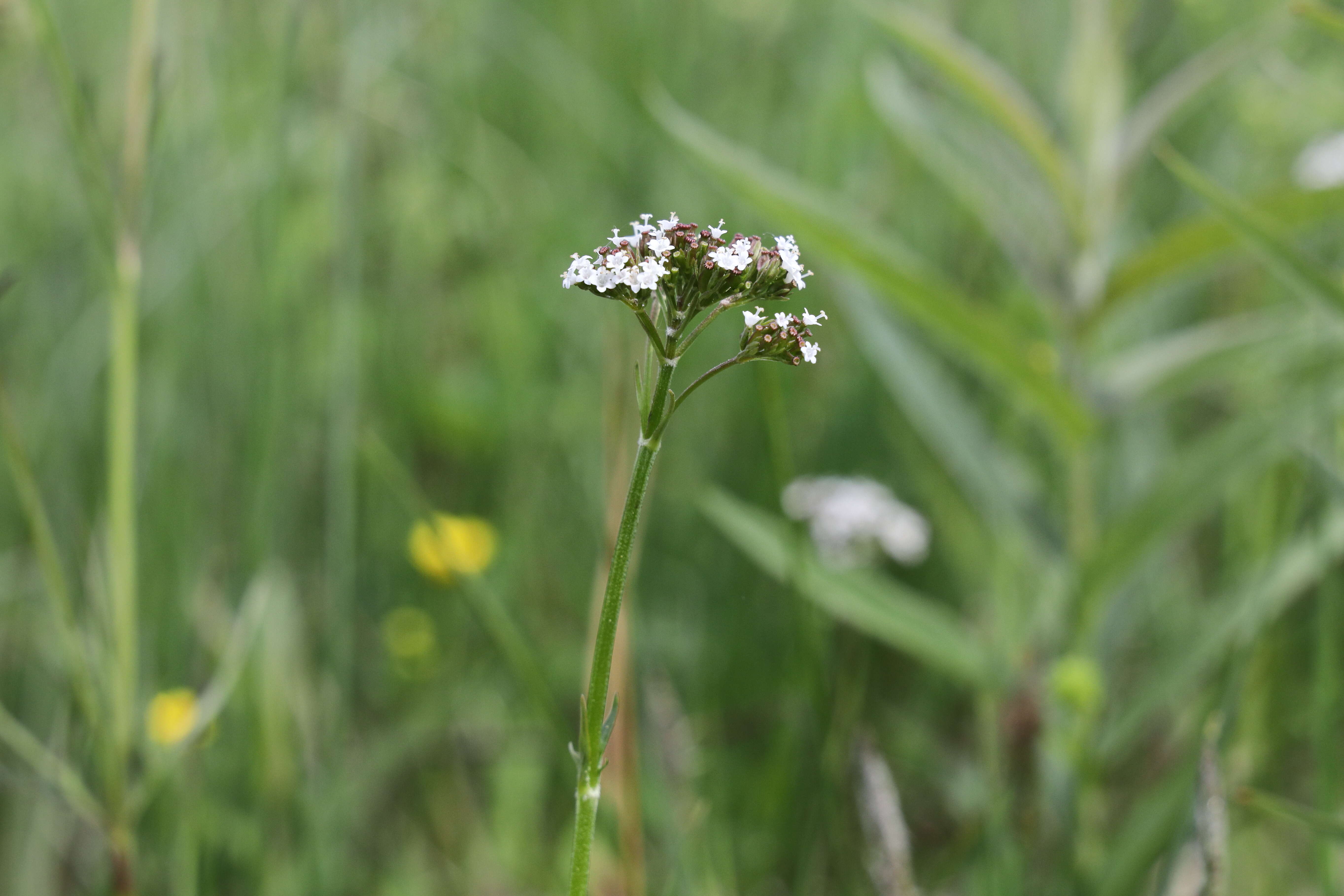 Image of marsh valerian