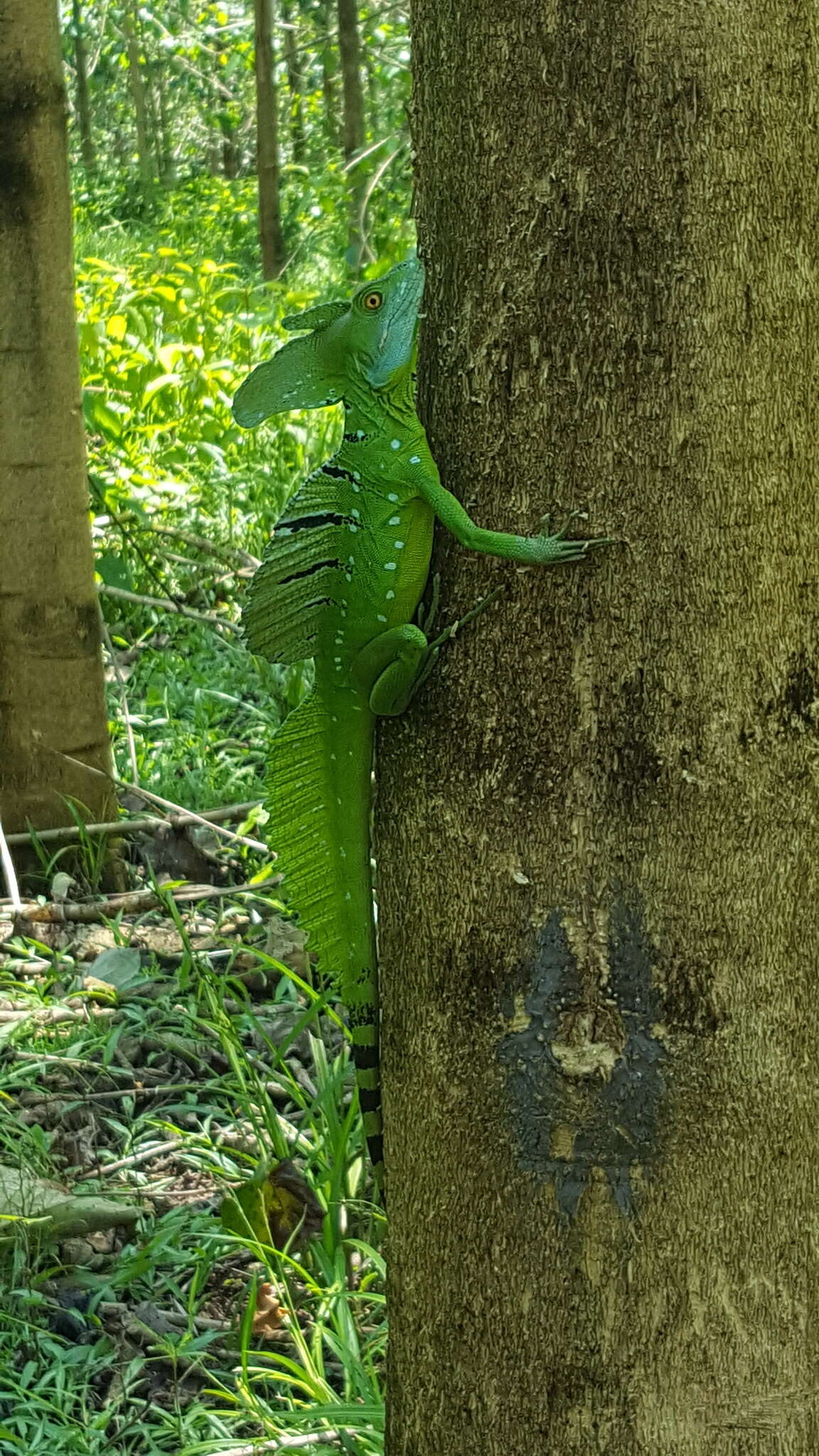 Image of Green Basilisk