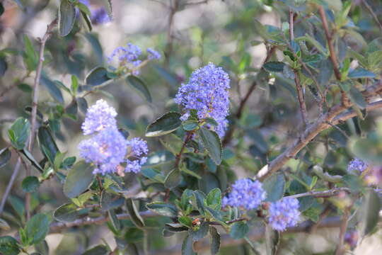 Image of woolyleaf ceanothus