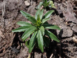 Plancia ëd Iberis umbellata L.