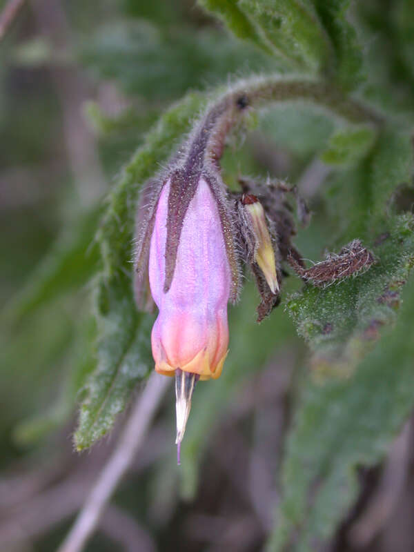 Plancia ëd Podonosma orientalis (L.) Feinbr.