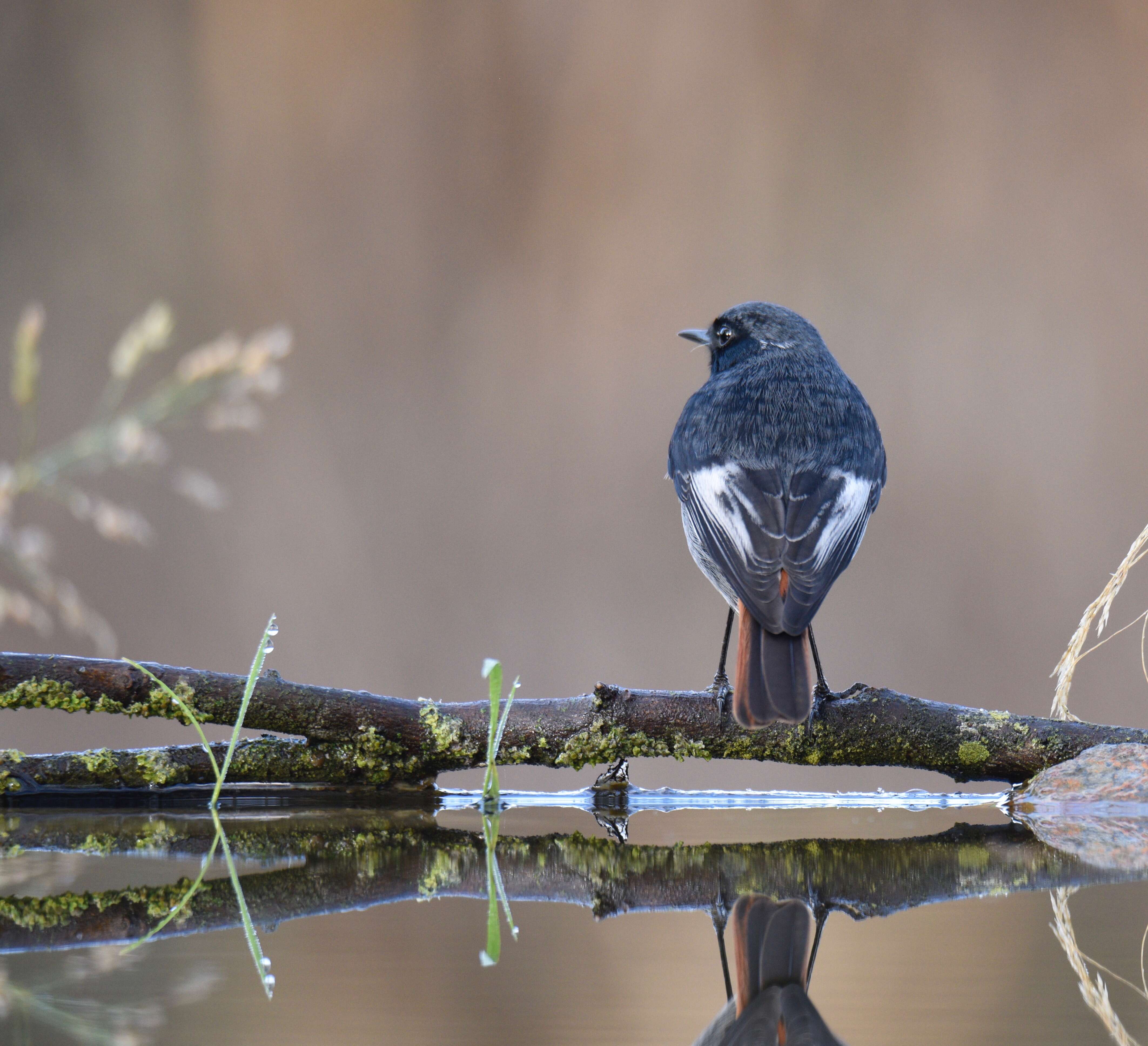 Image of Black Redstart