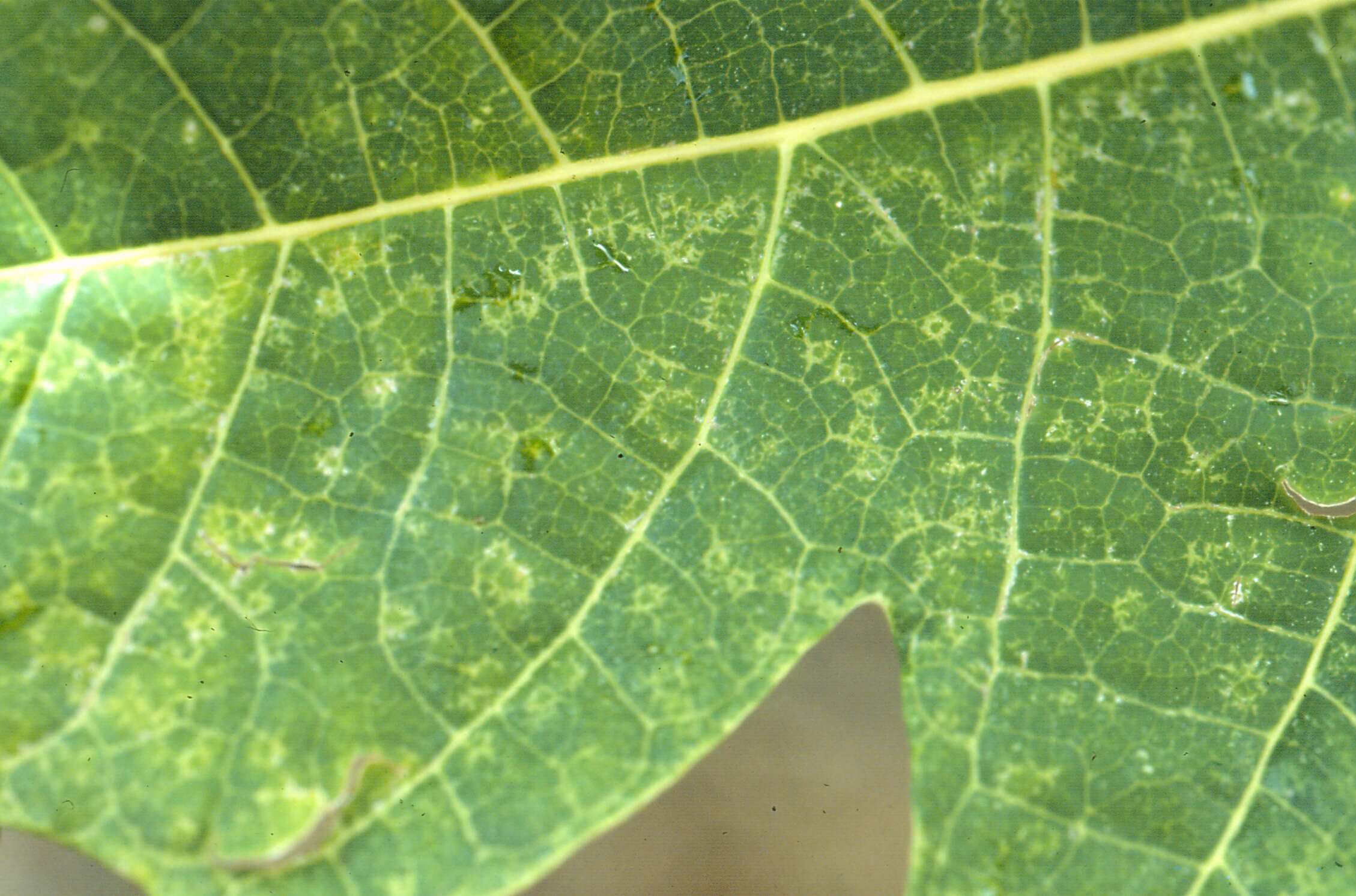 Image of Papaya ringspot virus