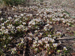 Image of early scurvygrass