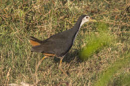 Image of White-breasted Waterhen