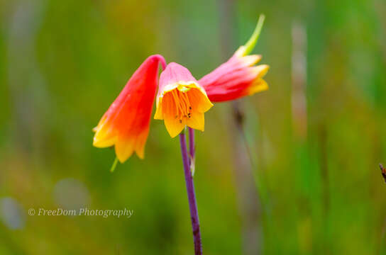 Слика од Blandfordia grandiflora R. Br.