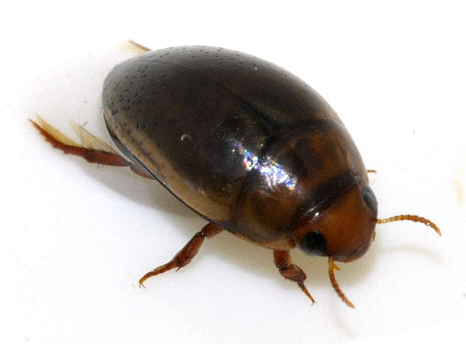 Image de Noterus clavicornis