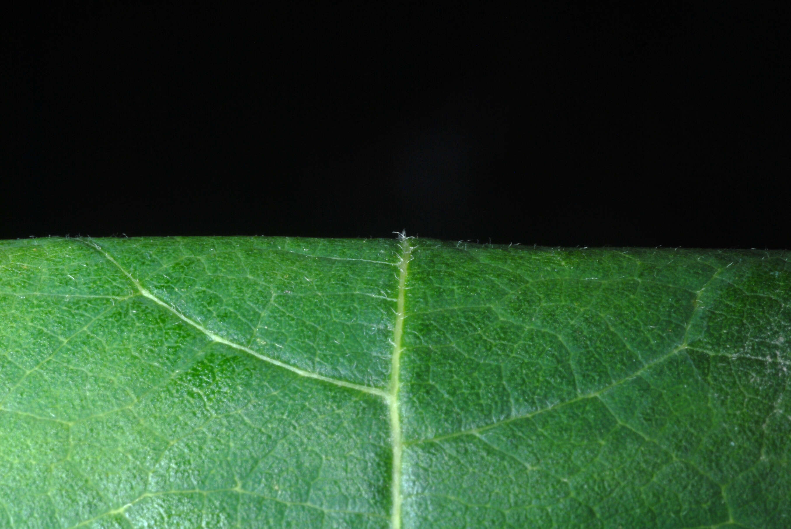 Image of Mitten tree