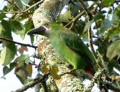 Image of Greyish-throated Toucanet