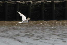 Image of Gull-billed Terns