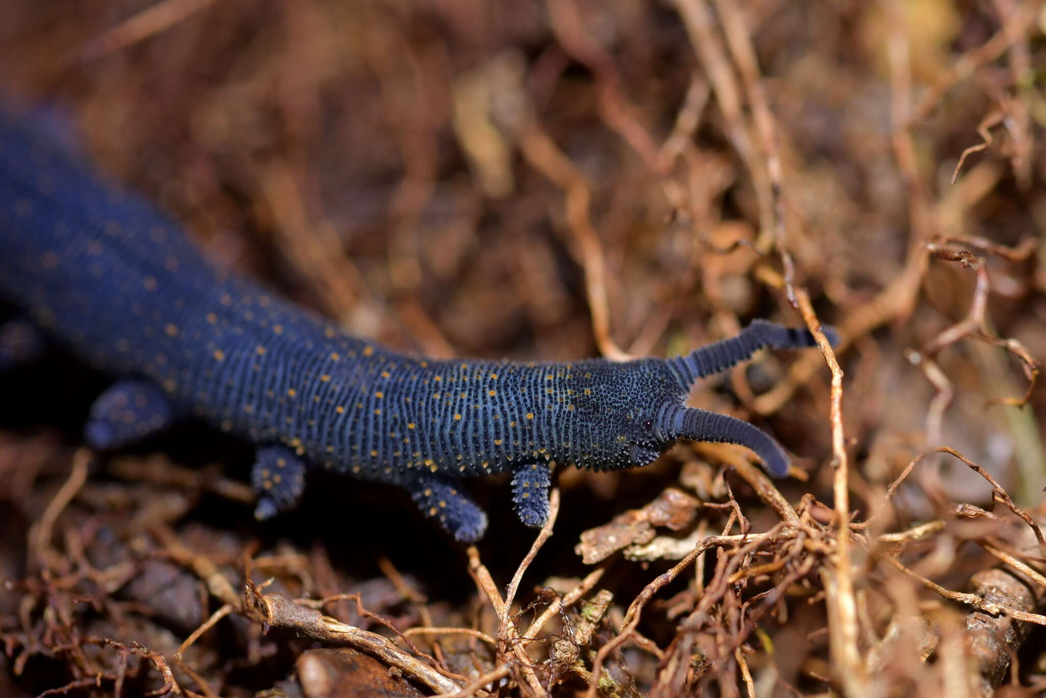 Image of Peripatoides novaezealandiae