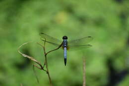 Image of Brachydiplax chalybea Brauer 1868