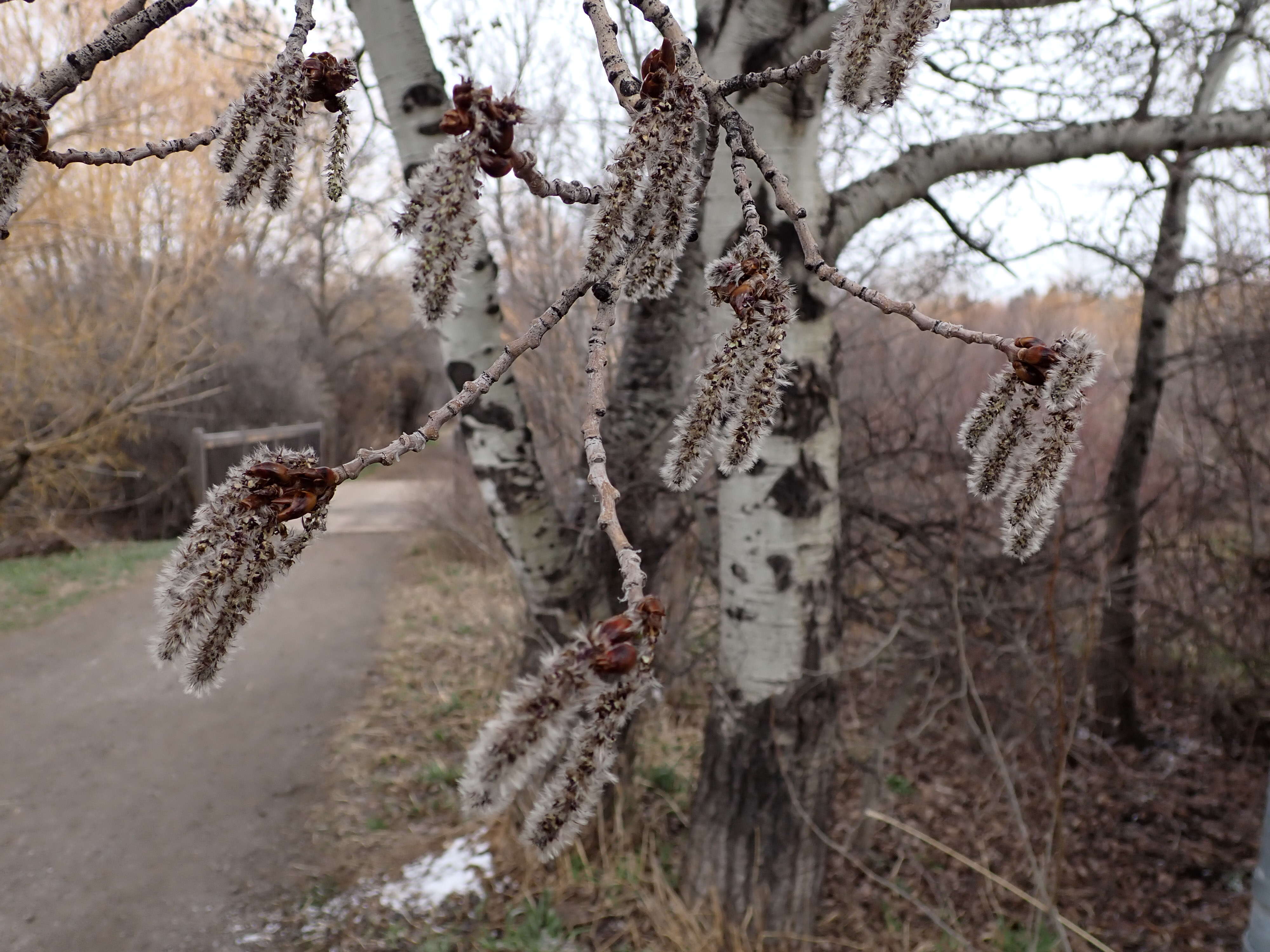 Image of quaking aspen