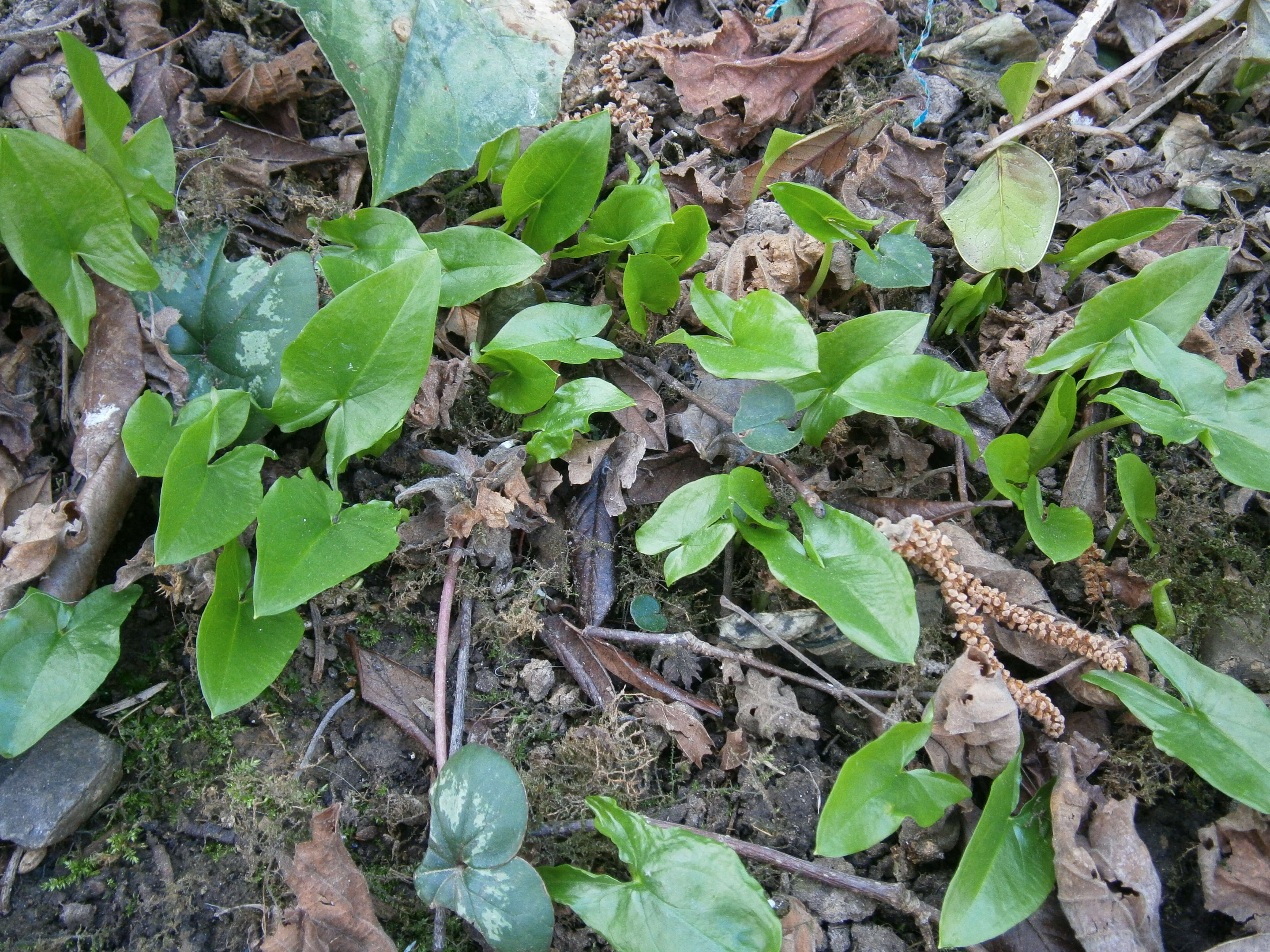 Image of Arisarum proboscideum (L.) Savi