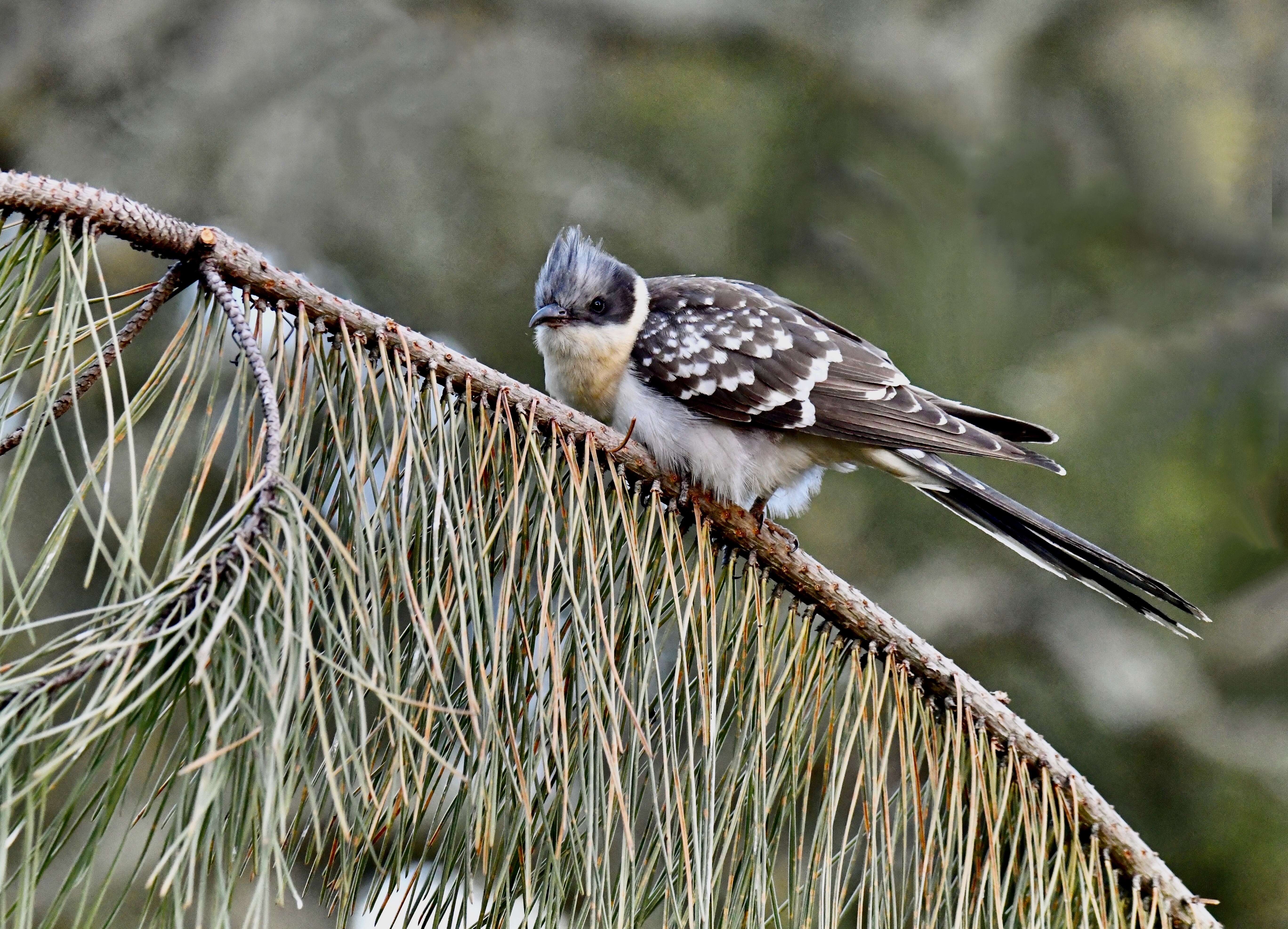 Imagem de Clamator glandarius (Linnaeus 1758)