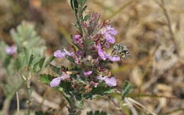 Image of Anthophora bimaculata (Panzer 1798)