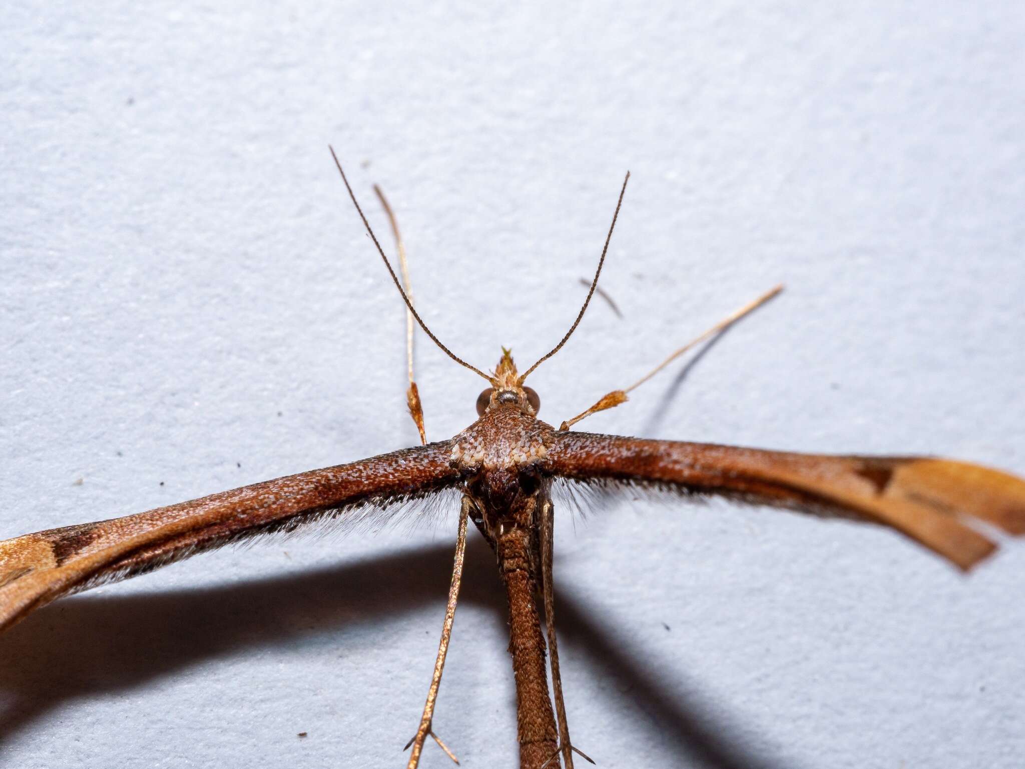 Amblyptilia heliastis (Meyrick 1884) resmi