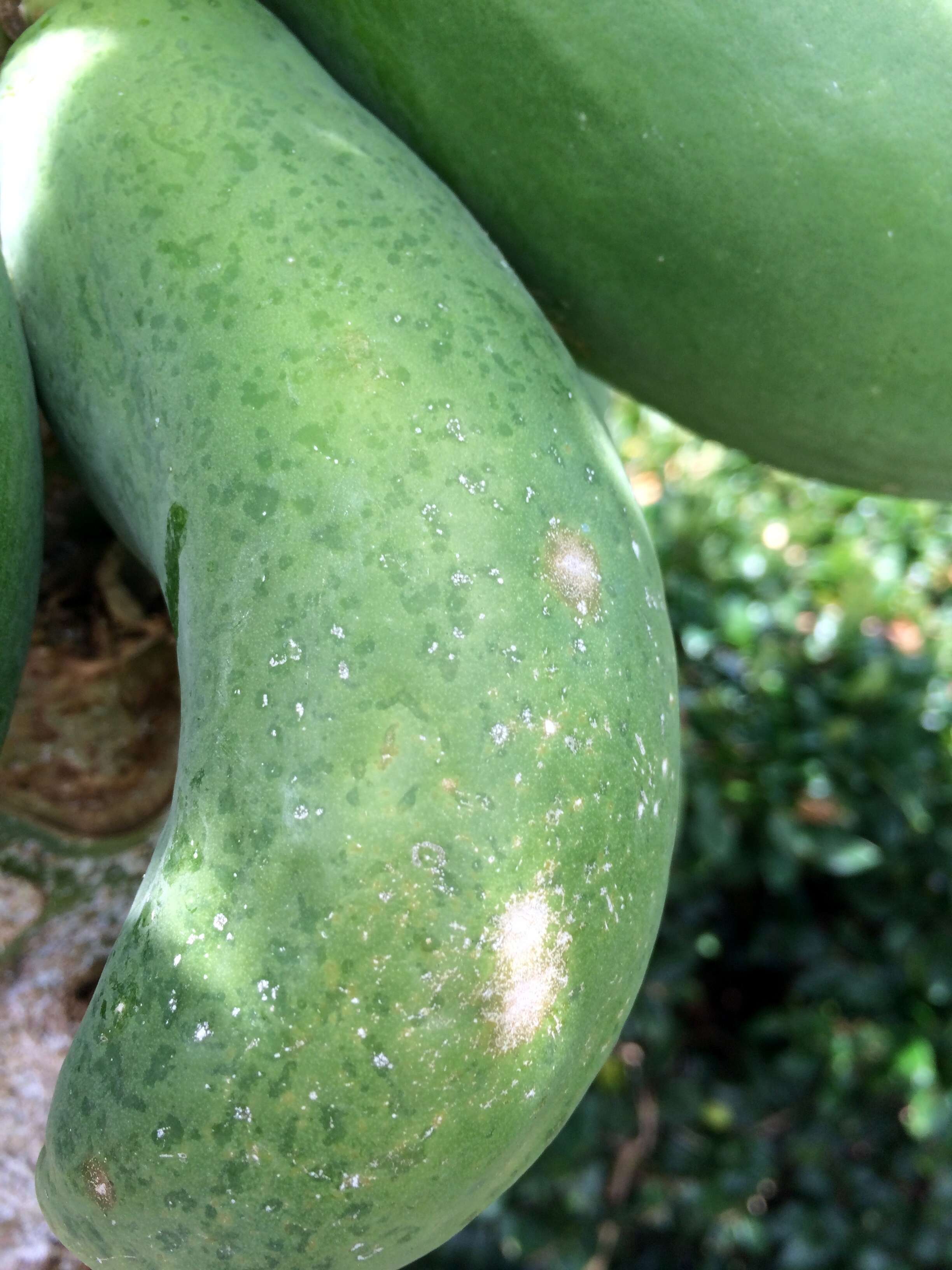 Sivun Papaya ringspot virus kuva