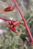 Tylecodon paniculatus (L. fil.) H. Tölken resmi