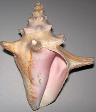 Image of Pink Conch