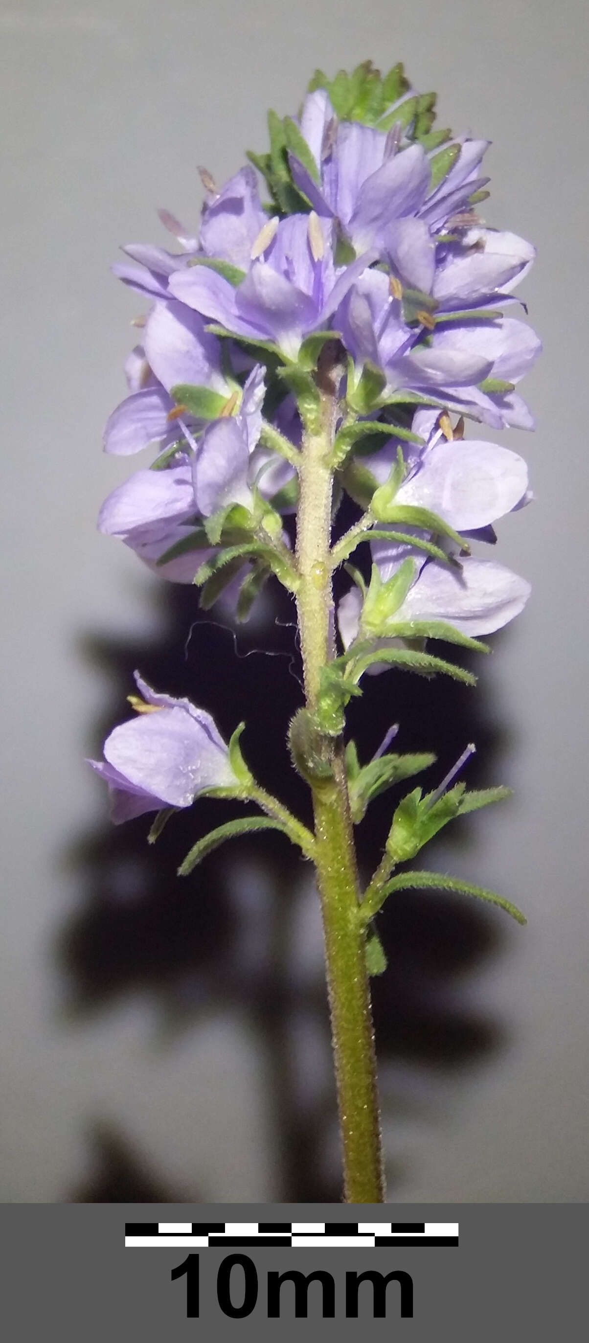 Image of Sprawling Speedwell